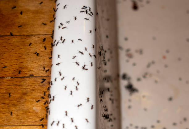 Best Pest Prevention Services  in New California, OH